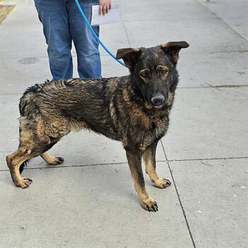 German Shepherd Dog Dogs Available for Adoption in Las Vegas, Nevada - TOM | PetCurious