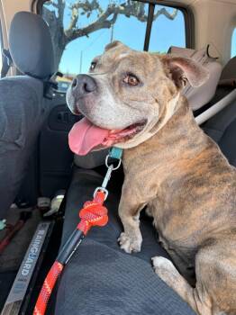 Rebecca Downey -  Mixed Breed Dog for Adoption - Rebecca Downey | PetCurious