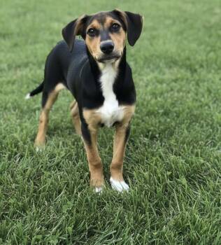 Scout -  Hound Dog for Adoption in Hillsdale, New York - Scout | PetCurious