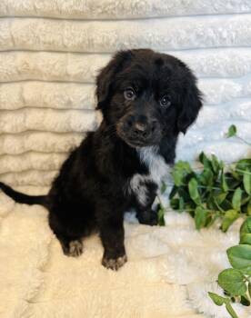 Australian Shepherd Dogs Available for Adoption - Ferguson | PetCurious