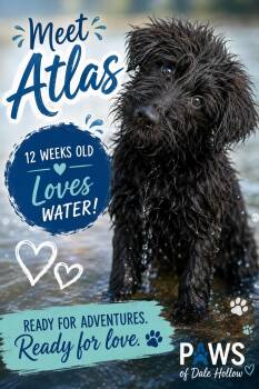 Atlas in the northeast -  Terrier and Australian Shepherd Dog for Adoption in Byrdstown, Tennessee - Atlas In The Northeast | PetCurious