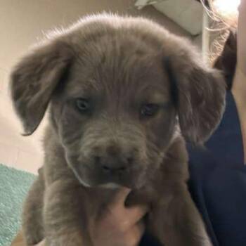 Labrador Retriever Dogs Available for Adoption in Gadsden, Alabama - Mordecai | PetCurious