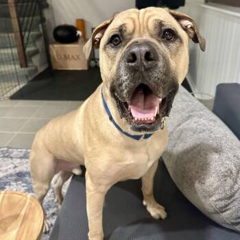 Mastiff Dogs Available for Adoption - Duke | PetCurious