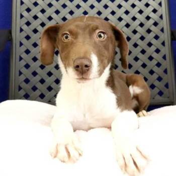 Labrador Retriever Dogs Available for Adoption in Fort Davis, Texas - Klee | PetCurious