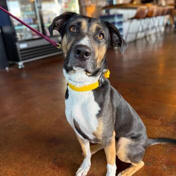 Mixed Breed Dogs Available for Adoption - Mya | PetCurious