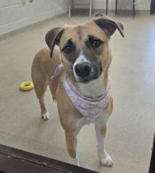 Labrador Retriever Dogs Available for Adoption - Hattie | PetCurious