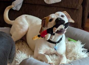 Rescue Hound Dogs for Adoption in Plainfield, Illinois - Archie | PetCurious