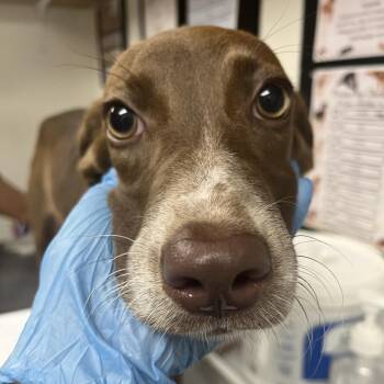 Ruby -  German Shorthaired Pointer Dog for Adoption in Birmingham, Alabama - Ruby | PetCurious