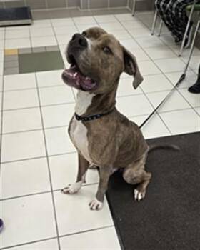 KOA -  Pit Bull Terrier Dog for Adoption in Derwood, Maryland - KOA | PetCurious