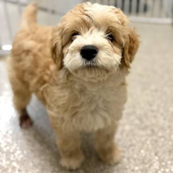 Boba -  Cavalier King Charles Spaniel and Australian Shepherd Dog for Adoption in Fullerton, Pennsylvania - Boba | PetCurious