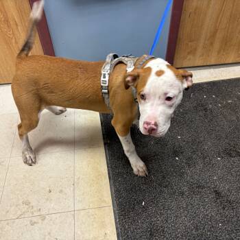 Rescue Pit Bull Terrier Dogs for Adoption in Saint Joseph, Missouri - Mulligan | PetCurious