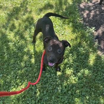 Axel -  Mixed Breed Dog for Adoption in Youngstown, Ohio - Axel | PetCurious