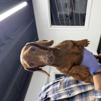 Peanut Butter Cup -  Dachshund Dog for Adoption in Blue Springs, Missouri - Peanut Butter Cup | PetCurious