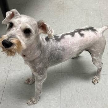 Olivia Maren -  Schnauzer Dog for Adoption in Houston, Texas - Olivia Maren | PetCurious