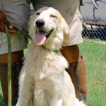 Nakoma JuM -  Great Pyrenees and Mixed Breed Dog for Adoption in Austin, Texas - Nakoma JuM | PetCurious