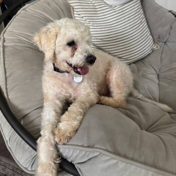 Scout -  Maltipoo Dog for Adoption in San Diego, California - Scout | PetCurious