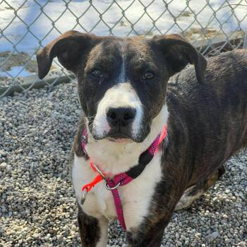 Pit Bull Terrier and Labrador Retriever Dogs Available for Adoption - Princess | PetCurious