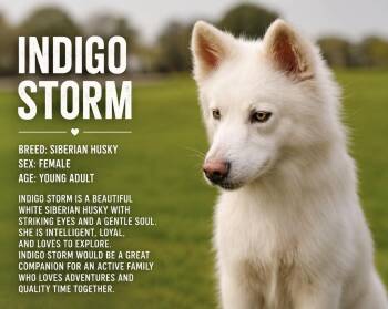 Indigo Storm -  Siberian Husky Dog for Adoption in Lucas, Texas - Indigo Storm | PetCurious