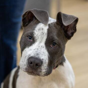 Captain Frecklepants -  Pit Bull Terrier and Mixed Breed Dog for Adoption in Chaska, Minnesota - Captain Frecklepants | PetCurious