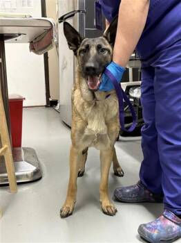 Shepherd and Mixed Breed Dogs Available for Adoption - Olivia | PetCurious