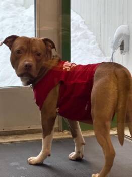 Pit Bull Terrier and Mixed Breed Dogs Available for Adoption - DUTCH | PetCurious