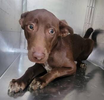 Labrador Retriever and Mixed Breed Dogs Available for Adoption in Rowlett, Texas - PIPER | PetCurious
