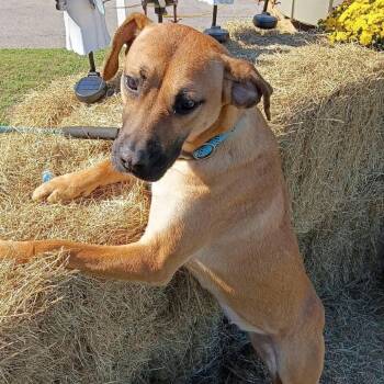 Katie D46383 -  Boxer and Shepherd Dog for Adoption in Corsicana, Texas - Katie D46383 | PetCurious
