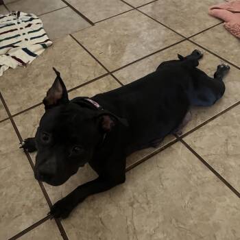 American Bully Dogs Available for Adoption in Royse City, Texas - Brownie | PetCurious