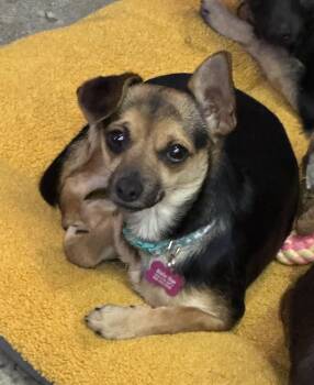 Rescue Chihuahua Dogs for Adoption in Thousand Oaks, California - Sophie