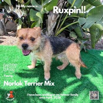Norfolk Terrier Dogs Available for Adoption in Westminster, California - Ruxpin | PetCurious