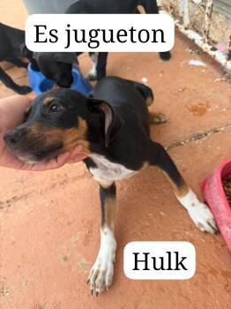 Hulk -  Miniature Pinscher Dog for Adoption - Hulk | PetCurious