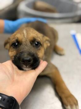 JUPITER -  Shepherd and Australian Cattle Dog Blue Heeler Dog for Adoption in Riverside, California - JUPITER | PetCurious