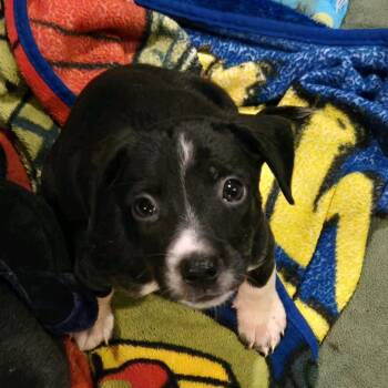 Marie -  Mixed Breed Dog for Adoption in Kansas City, Missouri - Marie | PetCurious