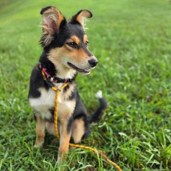 Starla -  Mixed Breed Dog for Adoption in Jefferson City, Tennessee - Starla | PetCurious