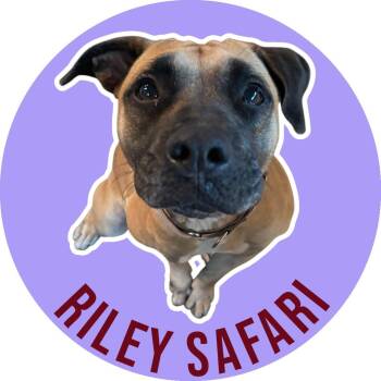 Mixed Breed Dogs Available for Adoption - Riley Safari | PetCurious
