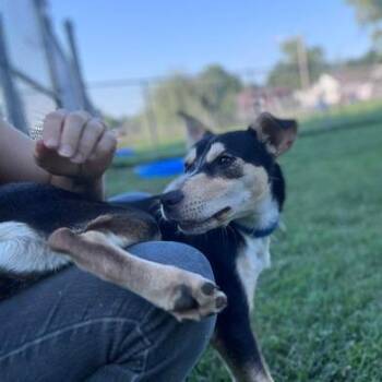 Boomerang -  Australian Cattle Dog Blue Heeler and Husky Dog for Adoption in Parkersburg, West Virginia - Boomerang | PetCurious