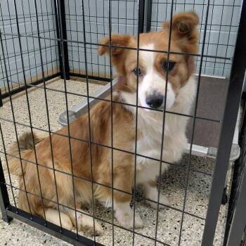 Mixed Breed Dogs Available for Adoption in Loxahatchee Groves, Florida - Trey 9601 | PetCurious