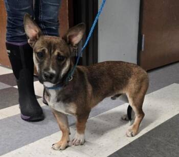 Cooper -  Corgi Dog for Adoption in Littleton, Colorado - Cooper | PetCurious