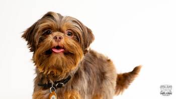 Marilla -  Shih Tzu Dog for Adoption in Fort Montgomery, New York - Marilla | PetCurious
