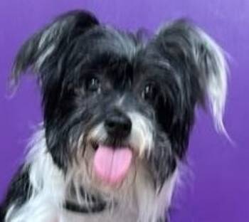 Rescue Chinese Crested Dog Dogs for Adoption in Savannah, Georgia - Gidget | PetCurious