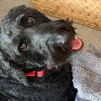 Ben -  Black Labrador Retriever and Standard Poodle Dog for Adoption in Helena, Alabama - Ben | PetCurious