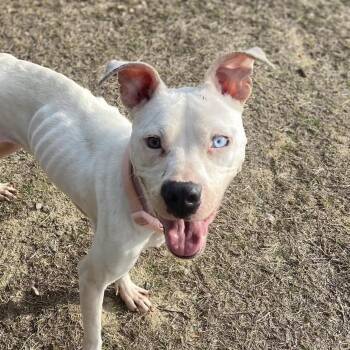 Pit Bull Terrier Dogs Available for Adoption - Ponyo | PetCurious