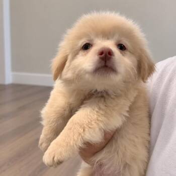 Smalls -  Pomeranian and Shih Tzu Dog for Adoption in Tampa, Florida - Smalls | PetCurious