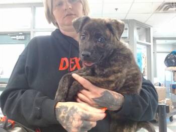 Pit Bull Terrier and Mixed Breed Dogs Available for Adoption - A471292 | PetCurious