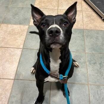 Rescue Mixed Breed Dogs for Adoption in Chattanooga, Tennessee - Honeybee | PetCurious