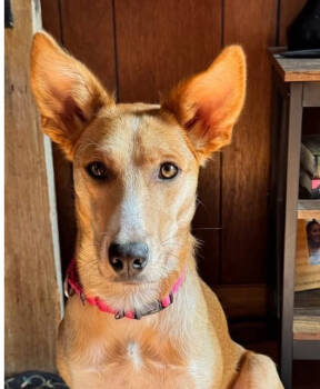 Rescue Australian Cattle Dog Blue Heeler and Shepherd Dogs for Adoption in Middletown, Connecticut - Bambi | PetCurious