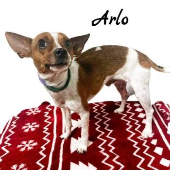 Rescue Rat Terrier Dogs for Adoption in Tulsa, Oklahoma - Arlo | PetCurious