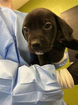 Mixed Breed Dogs Available for Adoption - Itsy | PetCurious