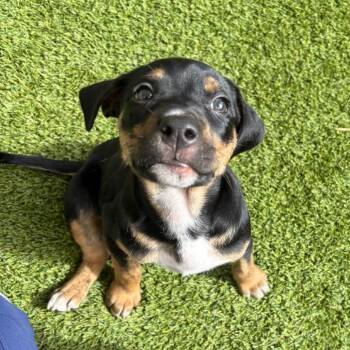 Terrier and Mixed Breed Dogs Available for Adoption in Loxahatchee Groves, Florida - Everlee | PetCurious