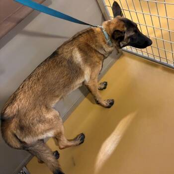 Mia -  Belgian Shepherd Malinois Dog for Adoption in Bernalillo, New Mexico - Mia | PetCurious